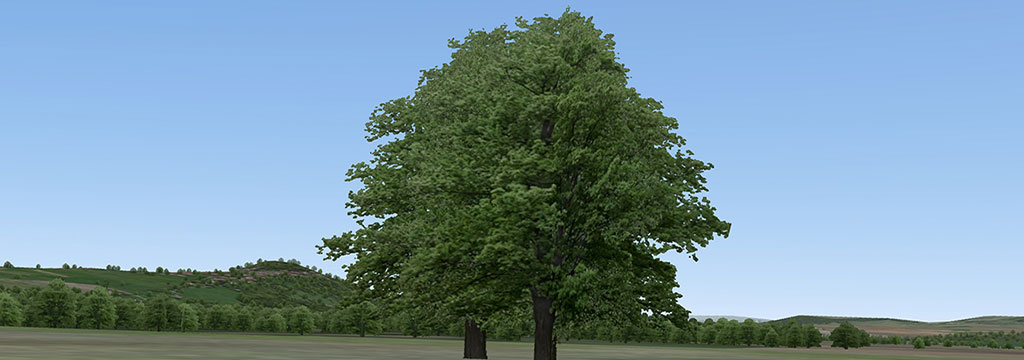 Un arbre en 3D