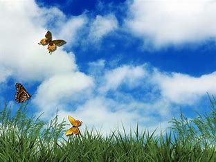 Une image qui symbolise notre nouvelle offre de vols en réseau : trois papillons dans le ciel au dessus d'une belle surface en herbe. 